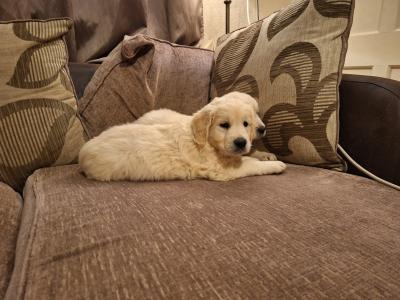 Beautiful purebred IKC Golden Retriever puppies Golden Retriever