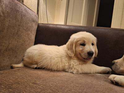 Beautiful purebred IKC Golden Retriever puppies Golden Retriever