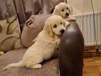 Beautiful purebred IKC Golden Retriever puppies Golden Retriever