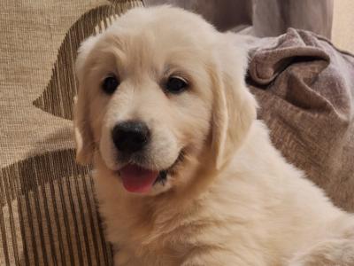 Beautiful purebred IKC Golden Retriever puppies Golden Retriever