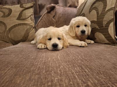 Beautiful purebred IKC Golden Retriever puppies Golden Retriever