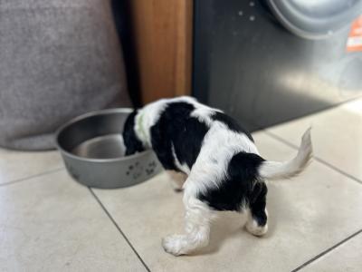 Springer Spaniel puppies in Cork