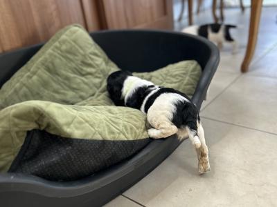 Springer Spaniel puppies in Cork