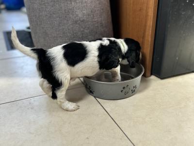 Springer Spaniel puppies in Cork