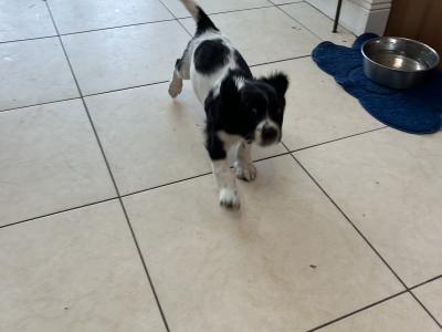 Springer Spaniel puppies in Cork