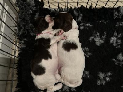 Springer Spaniel puppies in Cork