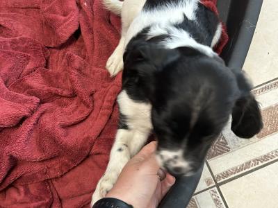 Springer Spaniel puppies in Cork