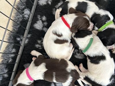 Springer Spaniel puppies in Cork