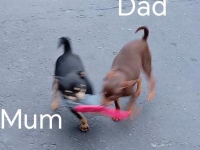 Chihuahua puppies for sale in Galway. WhatsApp me 0892565864