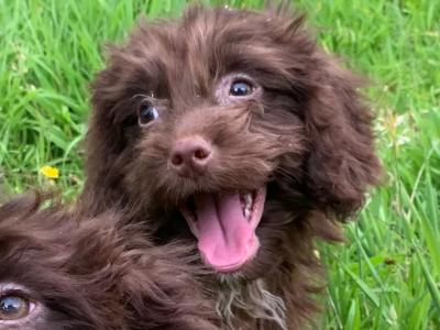 Male Cockapoo puppy in Wicklow🐶