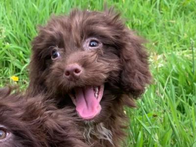 Male Cockapoo puppy in Wicklow 🐶