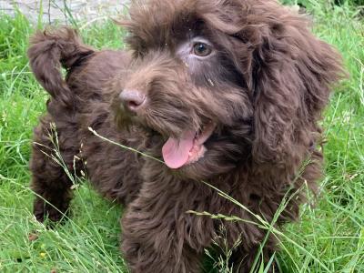 Male Cockapoo puppy in Wicklow🐶