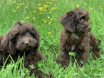 Male Cockapoo puppy in Wicklow🐶