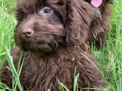 Male Cockapoo puppy in Wicklow🐶