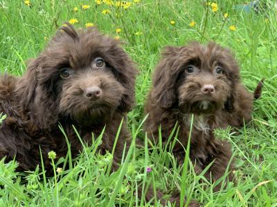 Male Cockapoo puppy in Wicklow🐶