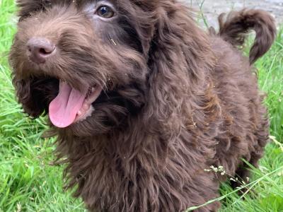Male Cockapoo puppy in Wicklow🐶