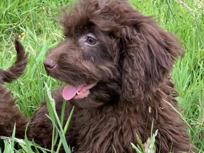 Male Cockapoo puppy in Wicklow🐶