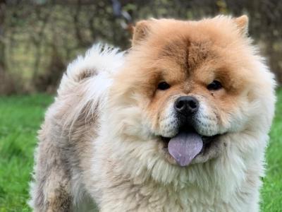 IKC Registered Chow Chow Dogs in Wicklow 🐻
