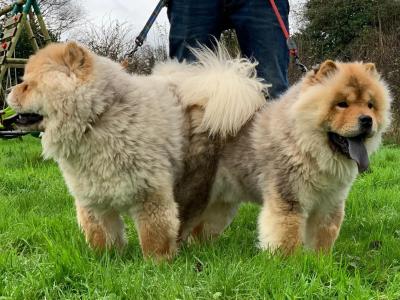 IKC Registered Chow Chow Dogs in Wicklow 🐻