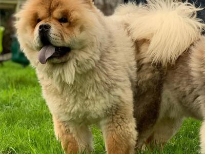 IKC Registered Chow Chow Dogs in Wicklow 🐻