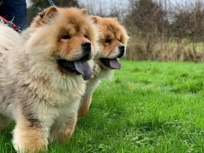 IKC Registered Chow Chow Dogs in Wicklow 🐻