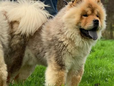 IKC Registered Chow Chow Dogs in Wicklow 🐻