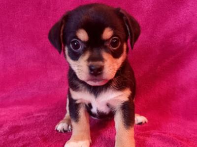 Beautiful Jug Puppies