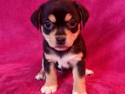 Beautiful Jug puppies in Wexford