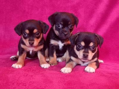 Beautiful Jug Puppies