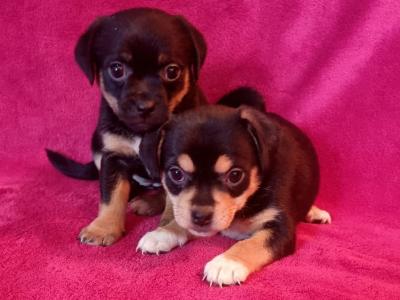 Beautiful Jug Puppies