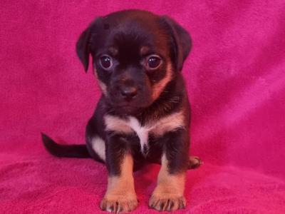 Beautiful Jug Puppies