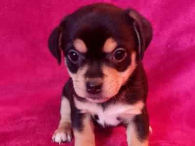 Beautiful Jug Puppies