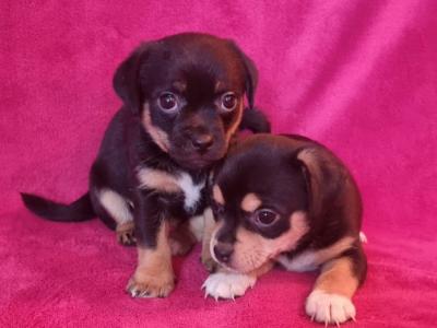 Beautiful Jug Puppies