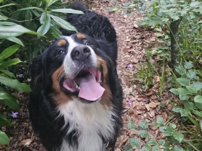 Male Bernese Mountain Dog in Wicklow