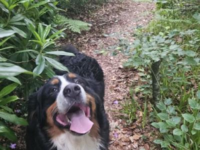 Bernese Mountain Dog