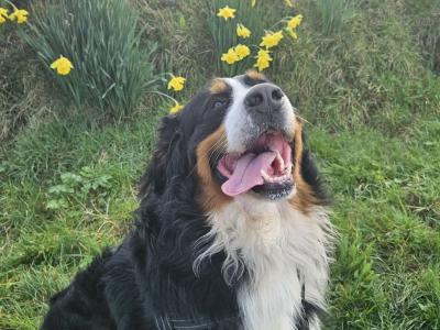 Bernese Mountain Dog