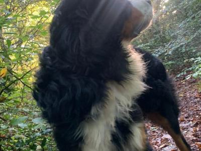 Bernese Mountain Dog