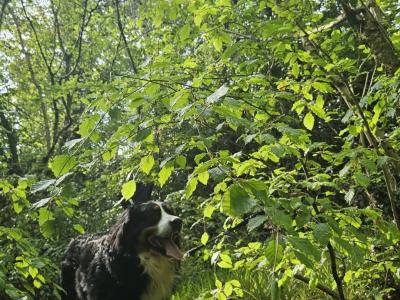 Bernese Mountain Dog