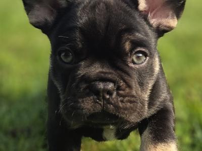 French Bulldog puppies