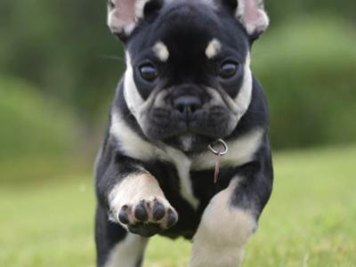 French Bulldog puppies