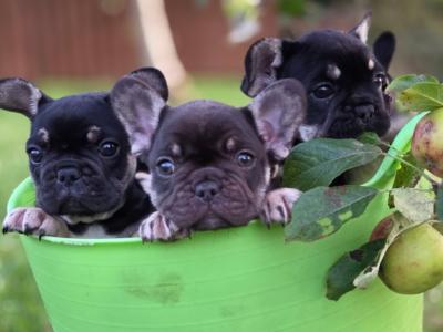 KC Registered(pending) French Bulldog puppies in Donegal