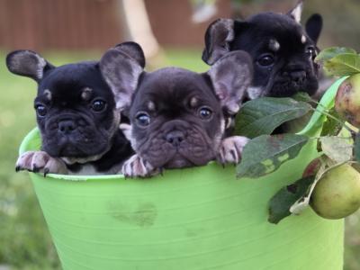 French Bulldog puppies