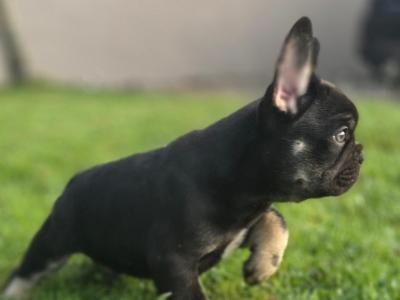 French Bulldog puppies