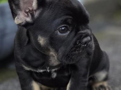 French Bulldog puppies