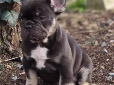 French Bulldog puppies