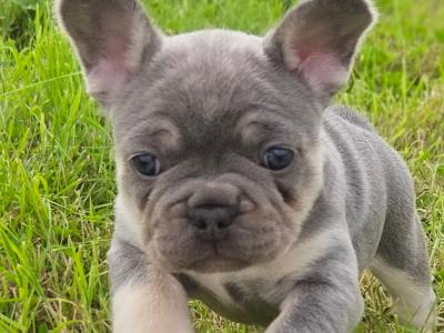 French Bulldog puppies