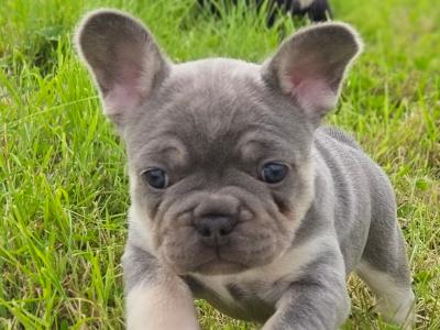 KC Registered(pending) French Bulldog puppies in Donegal