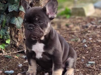 KC Registered(pending) French Bulldog puppies in Donegal