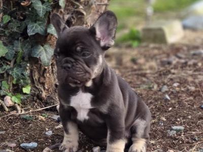 French Bulldog puppies