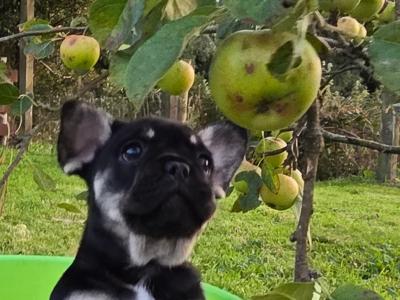 French Bulldog puppies
